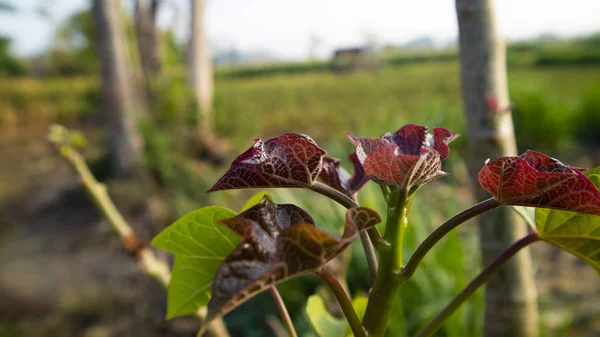 Ricinus communis atau Jatropha tunas daun, salah satu tanaman untuk bahan bakar biogas dan obat tradisional dengan berbagai penyakit — Stok Foto