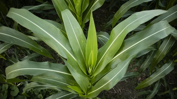 Corn leaf, looks wide and fertile with adequate care — Stock Photo, Image