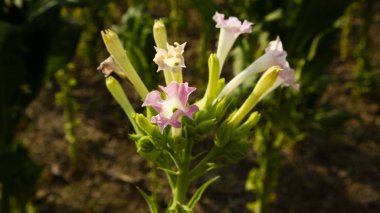 Geniş yapraklı tütün çiçekleri