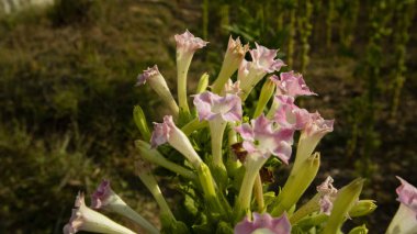 Geniş yapraklı tütün çiçekleri