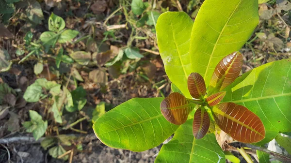 グアバやカシューの葉（グアバやカシューの葉）は、ブラジル原産のアナカルディア科植物の一種で、食用果実を持つ。 — ストック写真