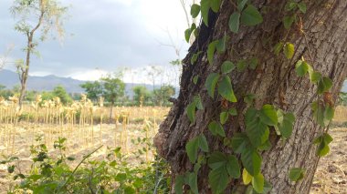 Ağaç gövdesi gövdesine yaban yaprağı serpiştirilmiş, arka bahçesi bulanık ve bokeh, seçici odak