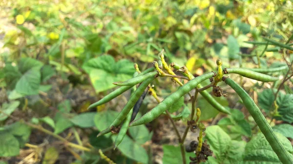 Green bean plant, one of the nutrient producing plants for milk mixture with high protein content