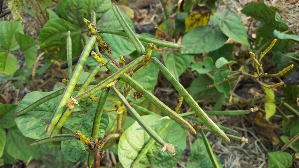 Planta de feijão verde, uma das plantas produtoras de nutrientes para mistura de leite com alto teor de proteína — Fotografia de Stock