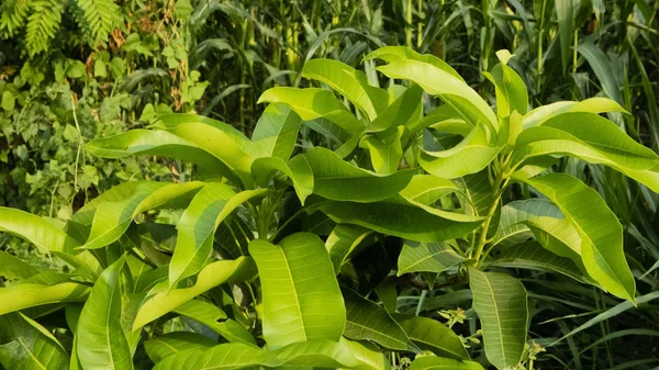 Daun mangga, salah satu produsen buah dengan rasa manis dan asam yang mengandung vitamin C tinggi — Stok Foto