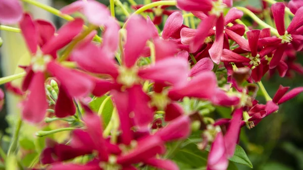 Schöne rote Blumen im Sommer, Bilder, die sich als Hintergrundbilder eignen — Stockfoto