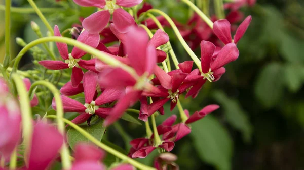 Schöne rote Blumen im Sommer, Bilder, die sich als Hintergrundbilder eignen — Stockfoto