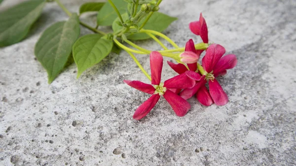 Schöne rote Blumen im Sommer, Bilder, die sich als Hintergrundbilder eignen — Stockfoto