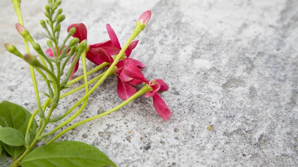 Schöne rote Blumen im Sommer, Bilder, die sich als Hintergrundbilder eignen — Stockfoto