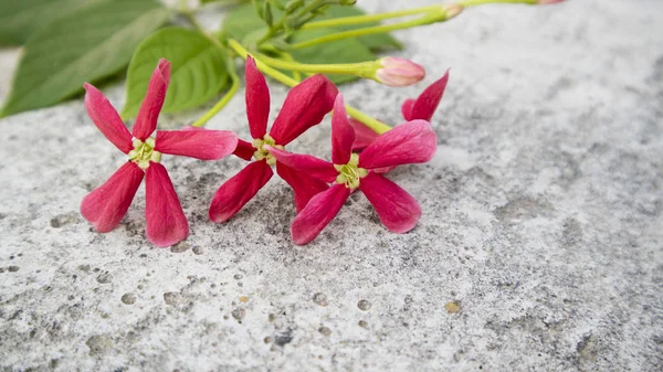 Schöne rote Blumen im Sommer, Bilder, die sich als Hintergrundbilder eignen — Stockfoto