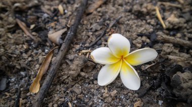 Güzel Plumeria, güzel beyaz renklerle, yazın düşer.
