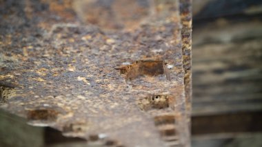 Doğal değişimlerden kaynaklanan paslı bir demir levha.
