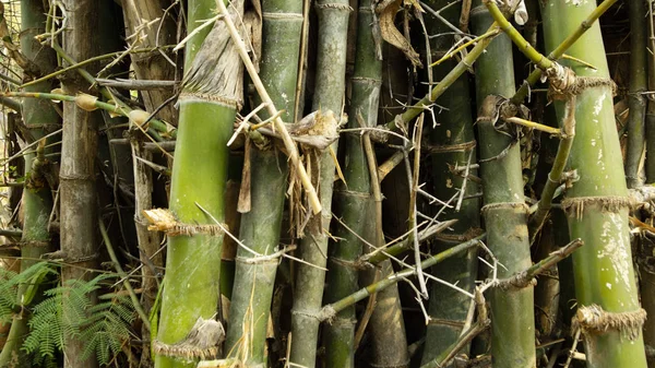 Zöld bambuszfa változat, stabilabb és könnyen feldolgozható, mint a hagyományos otthoni anyagok — Stock Fotó