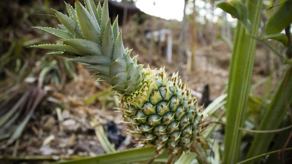 Młody ananas, słodki owoc żyjący w tropikalnym klimacie — Zdjęcie stockowe