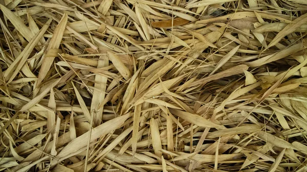 Dried bamboo leaves with a light brown color. Suitable for use as a background image — Stock Photo, Image