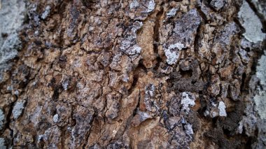 Uzun bir kurak mevsim nedeniyle mango ağacı dokusu