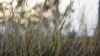 Çeltik tarlasında bulunan Imperata silindiri Raeusch susuzluktan sararmış gibi görünüyor.