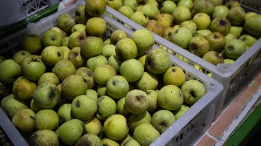 Yeşil elma, yerel Endonezyalı çiftçilerden oldukça iyi iş değeri olan orijinal ürünler.