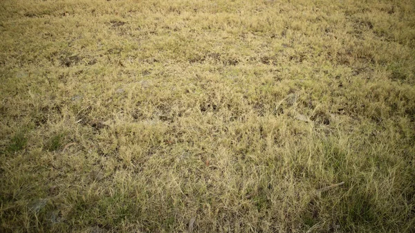 Imperata cylindrica Raeusch dans la rizière semble devenir jaune en raison du manque d'eau — Photo