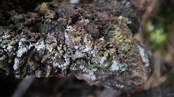 Mushrooms on the bark, infecting tree trunks in the rainy season — ストック写真