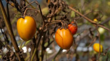 Çiftçi tarlasında domates sebzesi, hasat mevsimine giriyor. Sebze ailesine gelen meyvelerden biri..