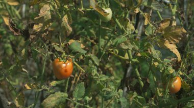 Çiftçi tarlasında domates sebzesi, hasat mevsimine giriyor. Sebze ailesine gelen meyvelerden biri..
