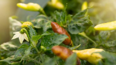 Hasat mevsiminden önce çürük biberler. İyi bir haşere önleme mahsul eksikliği riskini azaltabilir