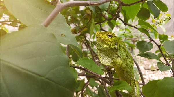 Iguana Camouflaging Green Plants Igunana Animal Ability Change Colors According — Stock Photo, Image