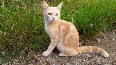 Beyaz, kahverengi tüylü ve kafası olan bir Cava kedisi. Sadece Güneydoğu Asya 'da yaşayan bir kedi türü.