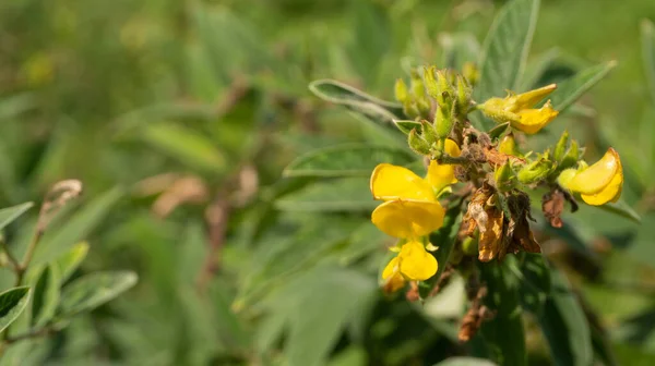 Fleur Cajanus Cajan Est Une Plante Annuelle Vivace Haricot — Photo