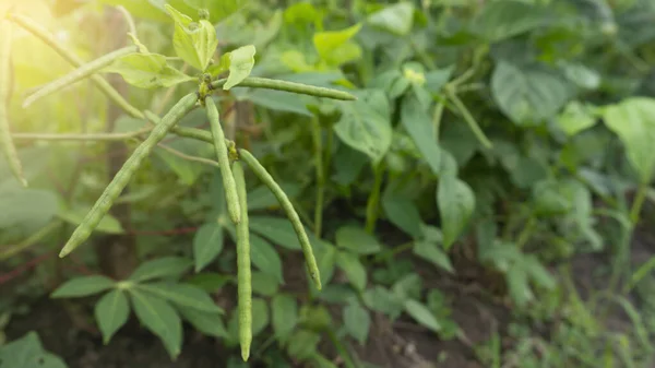 必須タンパク質含有量を持つ植物の一つである緑豆は 毎日の栄養を満たすために重要です ロイヤリティフリーのストック写真