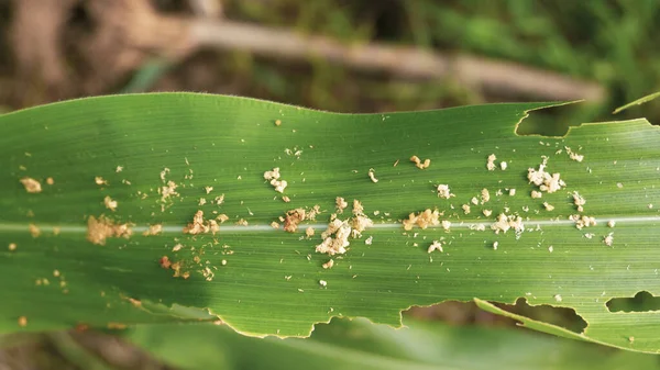 Daun Jagung Yang Digigit Oleh Hama Terlihat Bersisik Tepi Stok Gambar Bebas Royalti