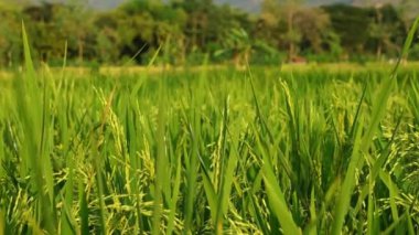 Pirinç bitkileri hasat mevsimine giriyor.