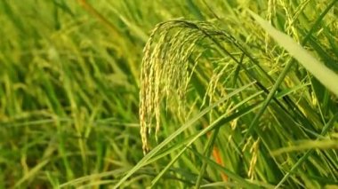 Pirinç bitkileri hasat mevsimine giriyor.