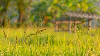 Pirinç bitkilerindeki yabani otlar, hasat mevsiminden önce çiftçilerin düşmanı olan zararlılardan biri.