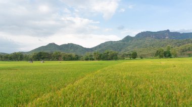 Pirinç tarlalarının manzarası, pirinç bitkileri, dağların arka planı, bulutlu gökyüzü. Güzel ve rahat köy atmosferi