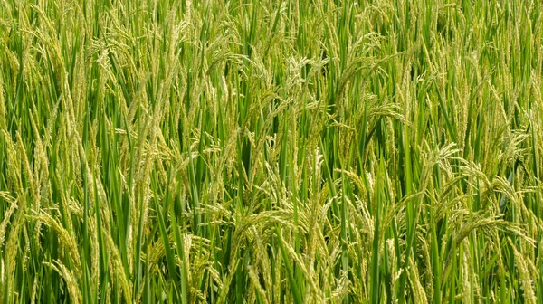 Pirinç Yaprakları Kulaklarla Verimli Görünüyor Yeterli Sulama Yeterli Gübre Ile — Stok fotoğraf