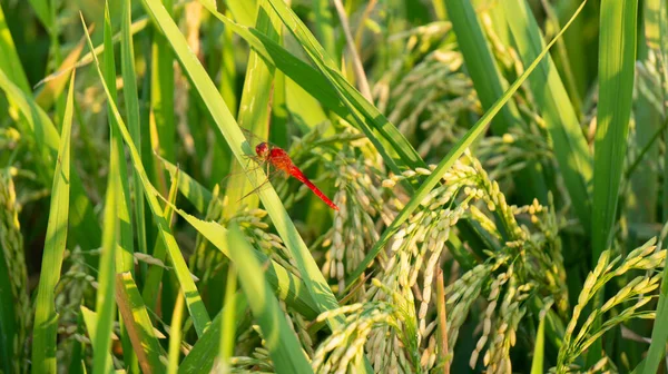 稲の茎に赤いトンボがつきました 収穫の季節が到来し 農民がパーティーする時が来ました — ストック写真