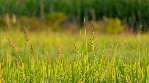 Сорняки Среди Рисовых Растений Один Вредителей Которые Становятся Врагами Фермеров — стоковое фото
