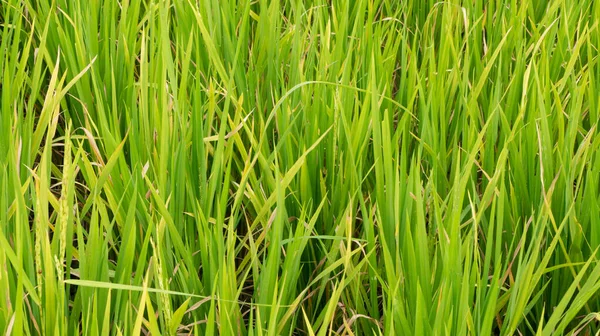 Рисовые Листья Ушами Выглядит Плодородным Достаточным Орошением Достаточным Удобрением — стоковое фото