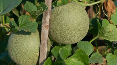 Haşhaş mevsimine giren çiftlikteki kavunlara 