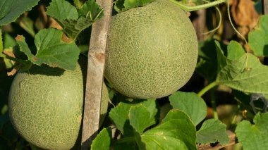 Haşhaş mevsimine giren çiftlikteki kavunlara 