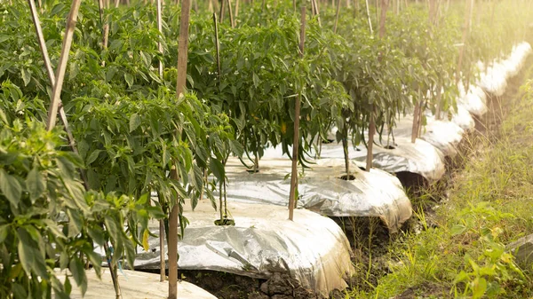 Jardín Chile Una Las Plantas Con Buen Valor Comercial Fácilmente — Foto de Stock