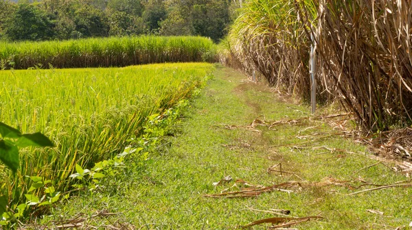 Sugar cane plantations are side by side with rice paddies. Sugar cane is a producer of sugar with good business value, easily planted with a harvest period of 14 months