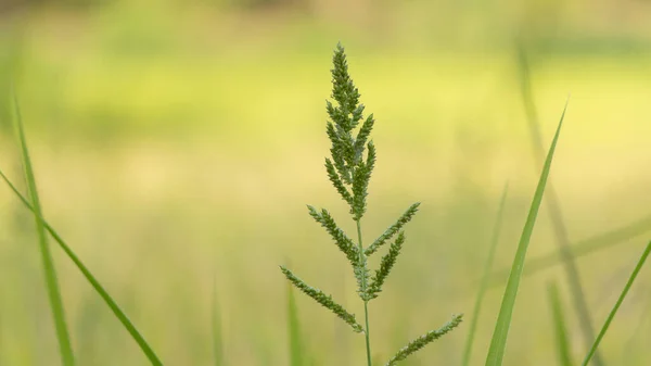 稻谷中的杂草 一种害虫 在收获季节前成为农民的敌人 — 图库照片