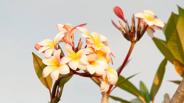 プラメリアまたはフランジパニ 一般的に家の装飾の外で使用される花の一つ 簡単に植え付けと世話 — ストック写真