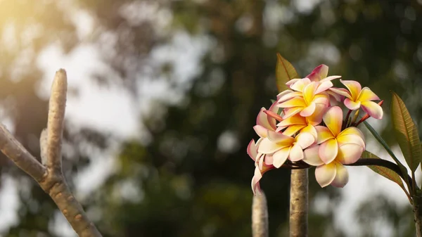プラメリアまたはフランジパニ 一般的に家の装飾の外で使用される花の一つ 簡単に植え付けと世話 — ストック写真
