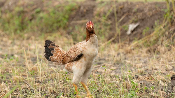 Algunas Gallinas Nativas Que Están Buscando Comida Alrededor Campos Arroz —  Fotos de Stock