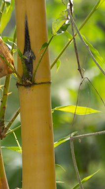 Canlı sarı bambu, çevresine çarpıcı bir kontrastlık ekler. Doğal manzaraları sıcaklık ve egzotik cazibeyle doldurur..