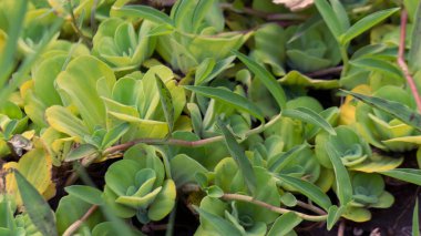 Pistia Stratiotes, veya su marulu, su yüzeyinde zarifçe yüzer, yaşam alanı sağlar ve su ekosistemlerini geliştirir..